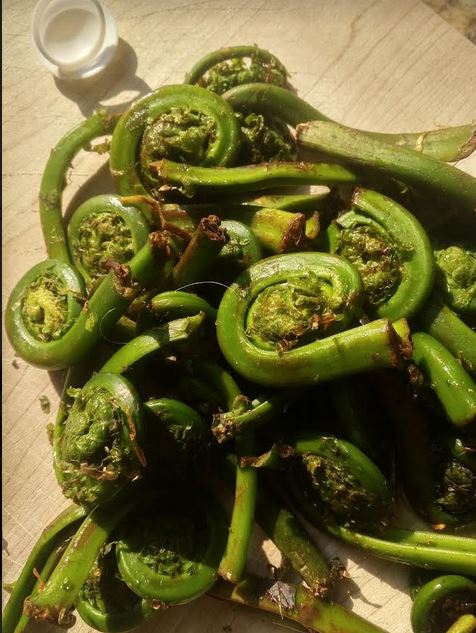 Chicken With Fiddleheads & Roasted Peppers