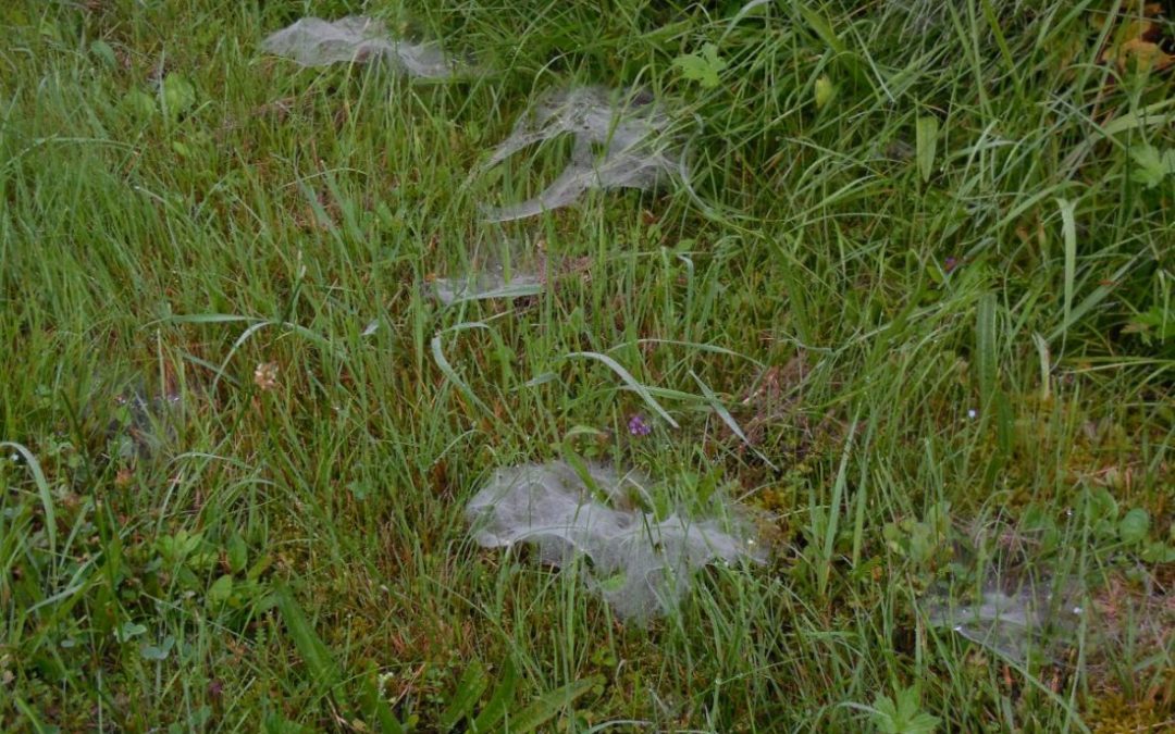 Cottage Life: How Cobwebs Help Cindy Day Forecast A Grand Summer Day