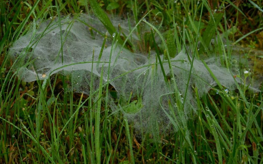 A Maritime Moment: Have You Ever Marvelled At An Intricate Spider Web & How A Spider Web Can Forecast A Great Day At The Beach