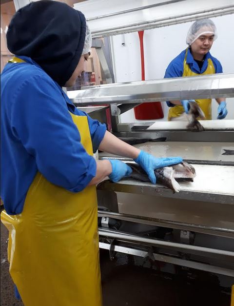 Touring The Last Remaining Fish Plant In The City Of Halifax – In Basement At Fisherman’s Market 70 Fish Plant Workers Toil Away