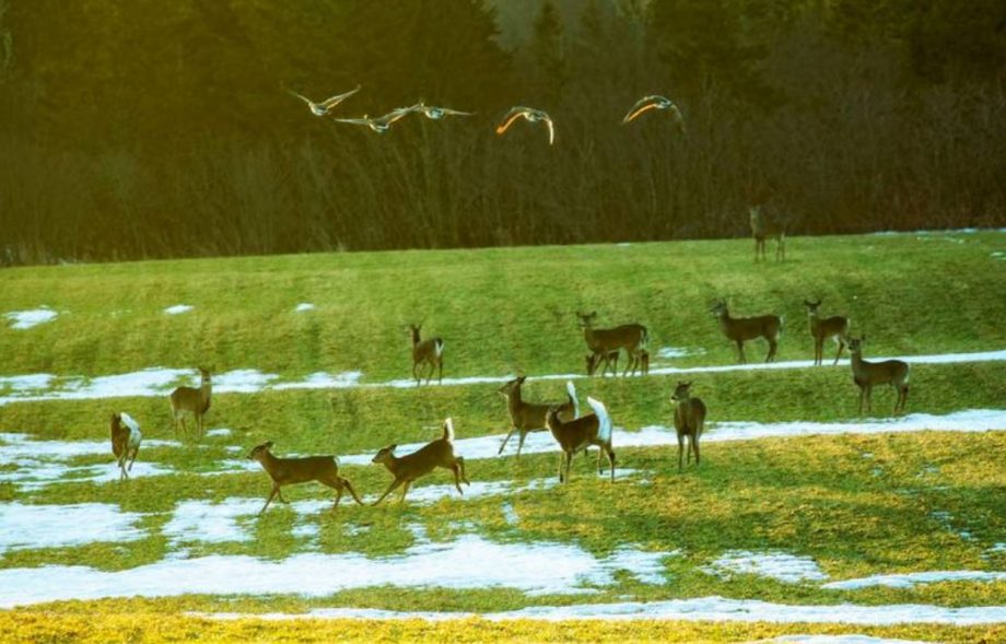 Town Of Antigonish Invaded By Large Deer Population – Often Visiting STFX’s Popular French Prof Edward Langille – & A Message From Hope For Wildlife