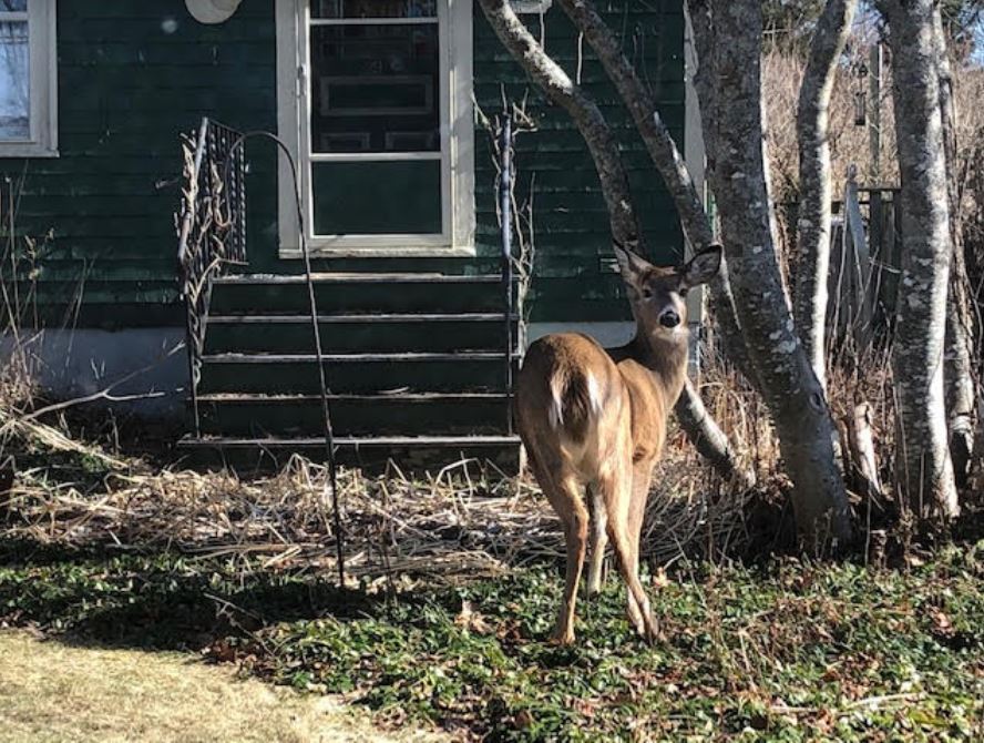 STFX’s Edward Langille & A Town Runneth Over With Deer Populations, Part II