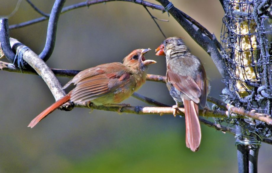 Alison Strachan’s Bird Watching In Halifax & Lunenburg Offers Joys To Behold Of Wildlife: ‘I’ve Become That Woman’