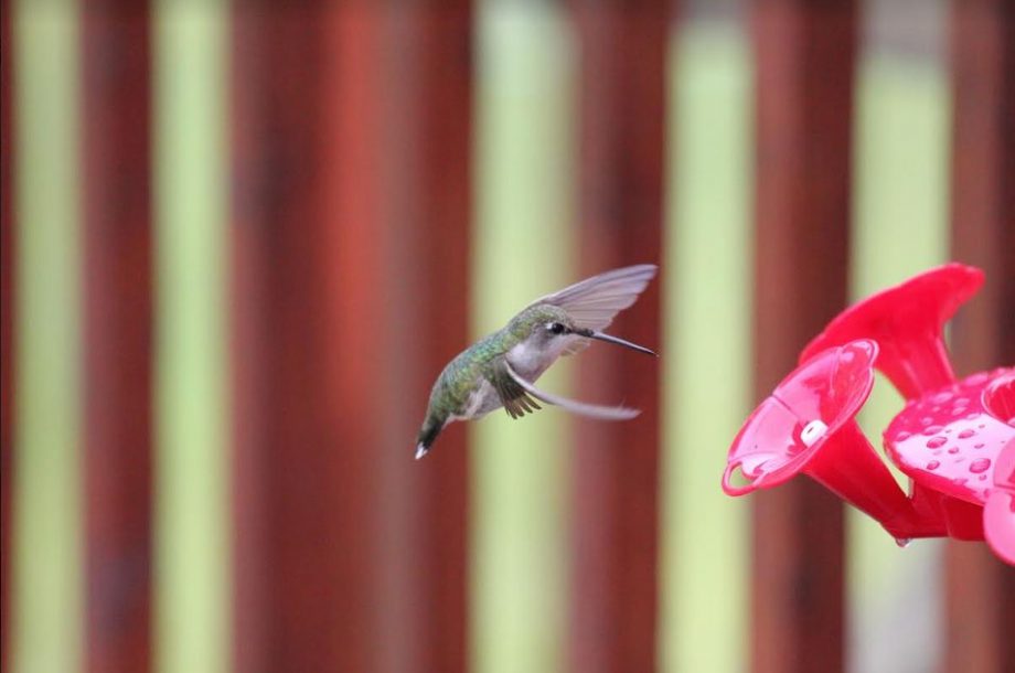 New Column: A Maritime Moment: Hummers In Rural St. Margaret’s Bay