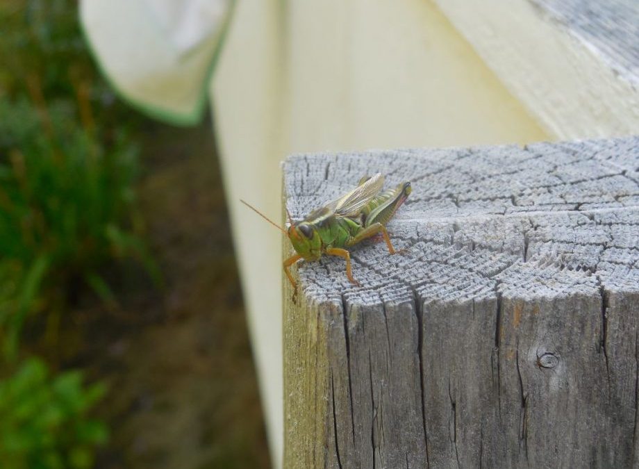 Grasshoppers Are Cute, But June Bugs? A Sure Sign Of Early Summer’s Arrival: June Bugs Make Annual Visits To NS This Week