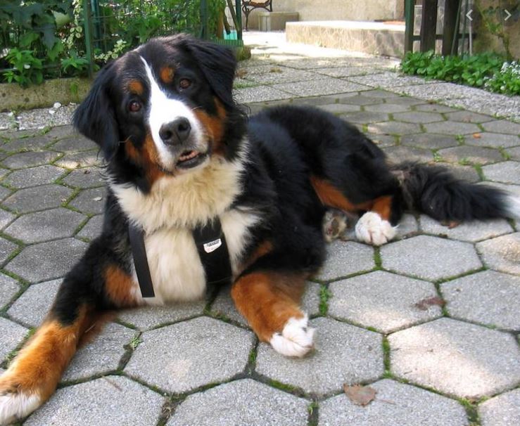 Tom & Alison Gerard’s Household Is Home To Three Gentle Bernese Mountain Dogs – Realtor Pam Cherington Also Has One