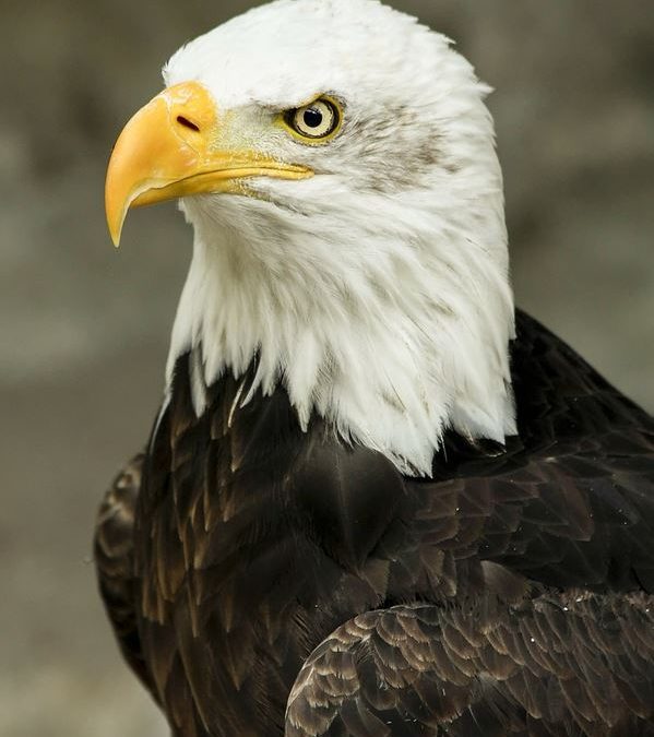 How The Bras d’Or Lake Eagles 35-Years Ago Gave Way To Now Healthy Boston States Eagle Population