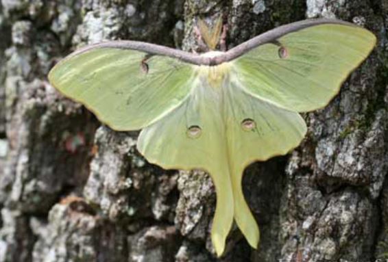 Maritime Moment: Can A Moth Be Pretty? Well How About This Green Moth Sighted In Ketch Harbour/HRM