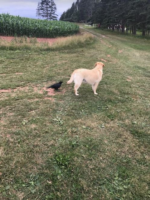 The Killing Of Pugwash Pet  Crow, Konjo (Part IV) – A Gulf Of Maine Lobster Fisherman Befriends A Seagull & Rescues It From Leg Injury