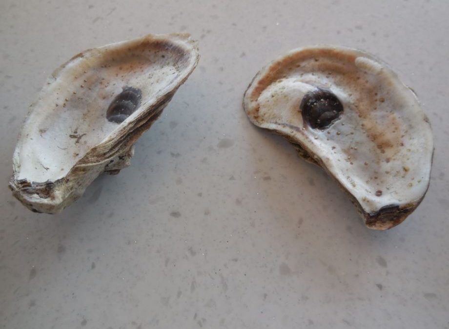 Oyster Book Excerpt, Part II: The Folklore Behind The Oyster