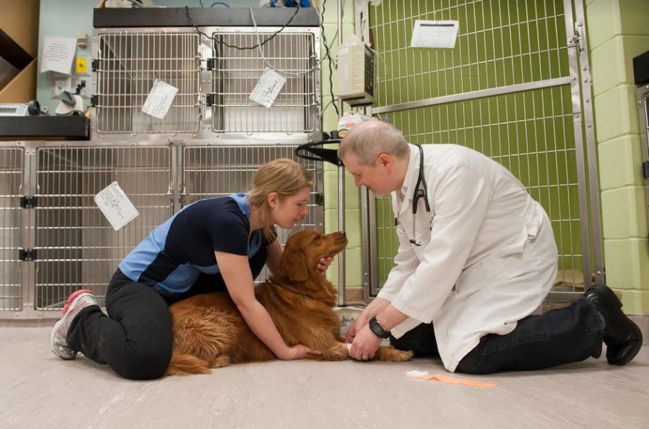 PEI Notes: Atlantic Veterinary College Typically Sees 7,000 Animals Per Year, Including Many Adored Pets