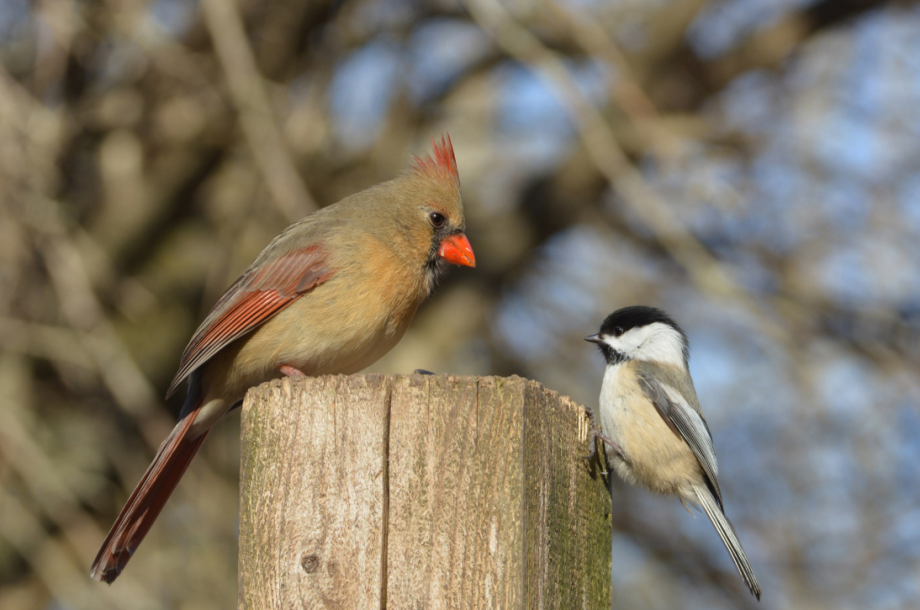 A Walk In The Woods & Where Chickadees Land In Your Hand Full Of Birdseed