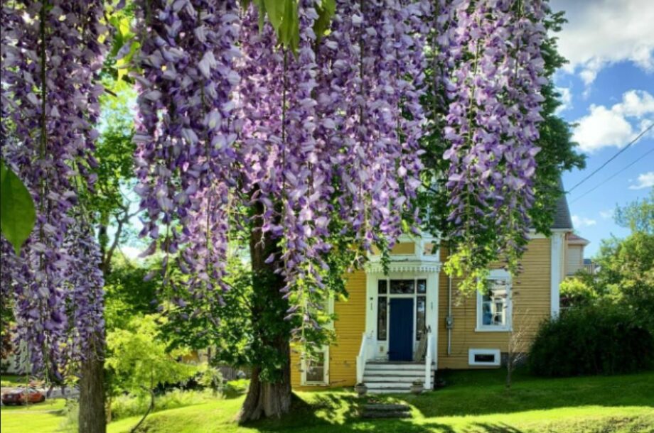 Alison Strachan: Wisteria – A Few Local & International Facts