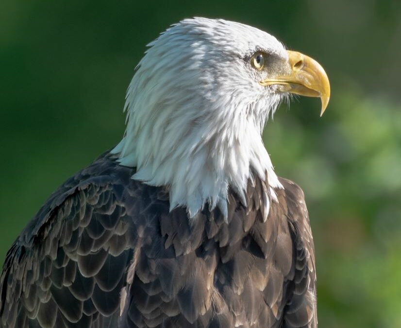 When Cape Breton Bald Eagles Went To The New England States – Project To  Re-Introduce Eagles To Boston States Deemed A Success Three Decades Later