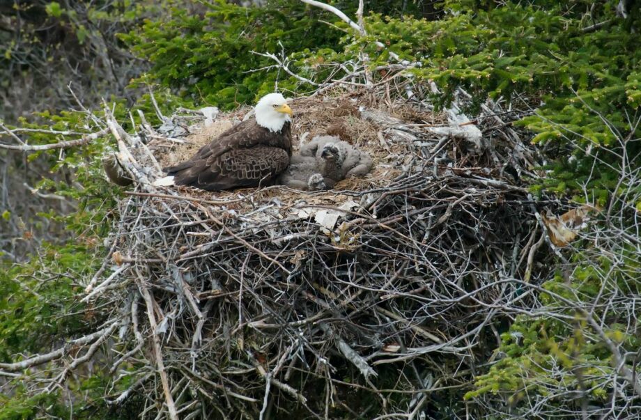 How Bras d’Or Lake’s Bald Eagles 39 Years Ago Led To Healthy Boston States Population