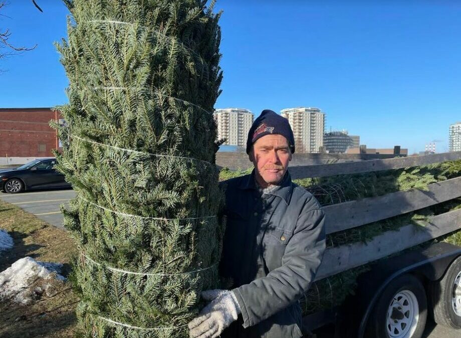 Avery Mullen Reports:  Here Is One Cheerful Industry Doing Well In Pandemic Times: Christmas Trees