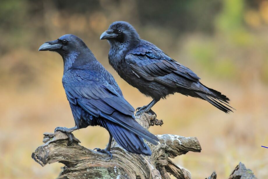 Crow Concerns In Charlottetown Have Nova Scotia Officials On Alert