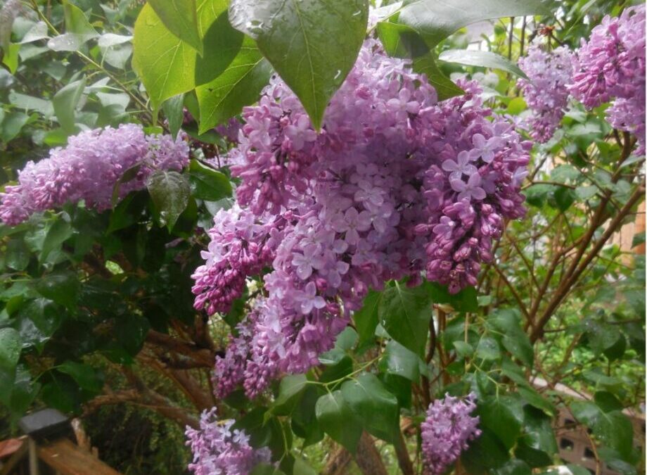 Did You Know It’s The Year Of The Lilac; Queen Of The Shrubs