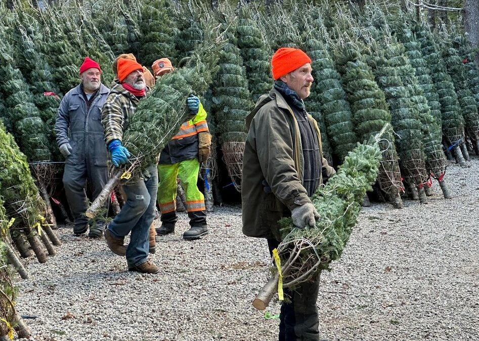 Alison Strachan: Saying Farewell to 1500 Lunenburg Co. Christmas Trees Destined for Baltimore