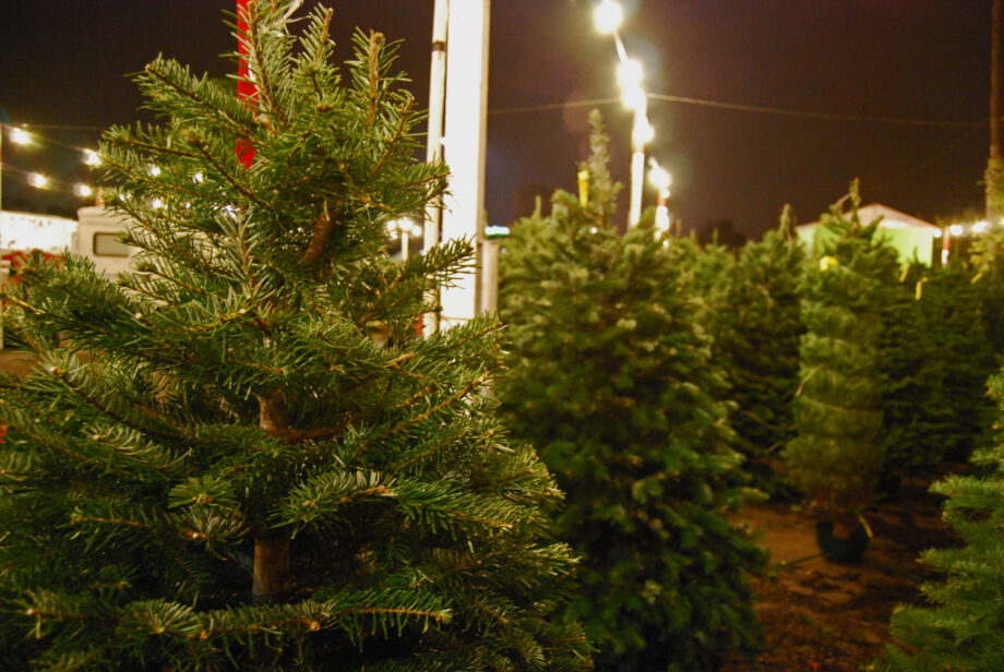 As the Christmas Tree Business Evolves, For Many it Remains a Family Affair