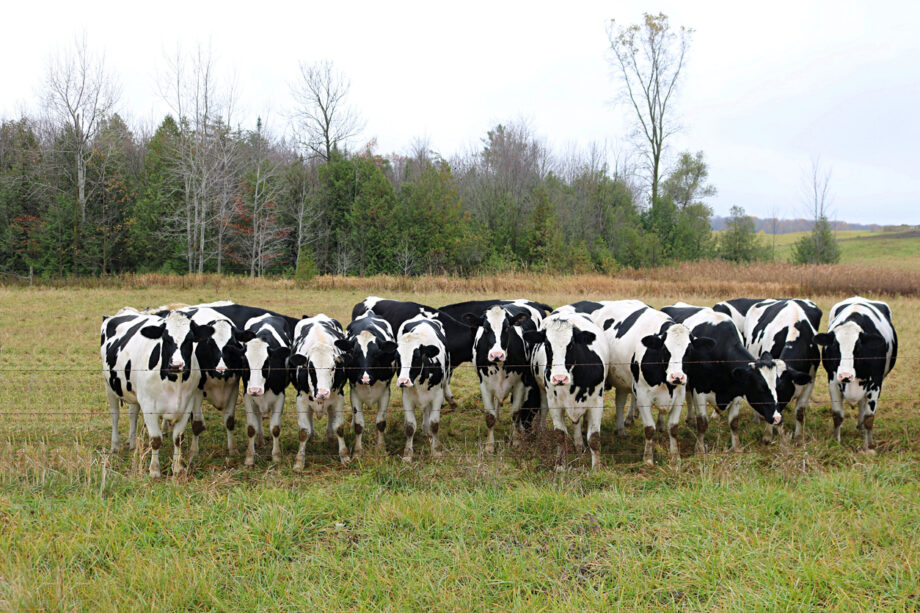 Dairy Dominates At Nova Scotia Farms As Farm Income Drops In 2023